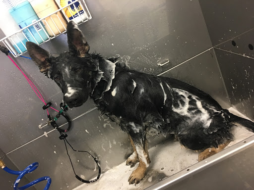 Pet Supply Store «Bully Zone Pet Supplies & Pet Grooming», reviews and photos, 1409 McCarter Hwy, Newark, NJ 07104, USA