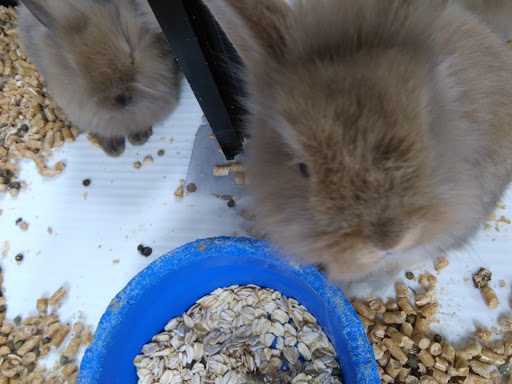 Pet Store «Fish Bowl», reviews and photos, 2117 E Race Ave, Searcy, AR 72143, USA