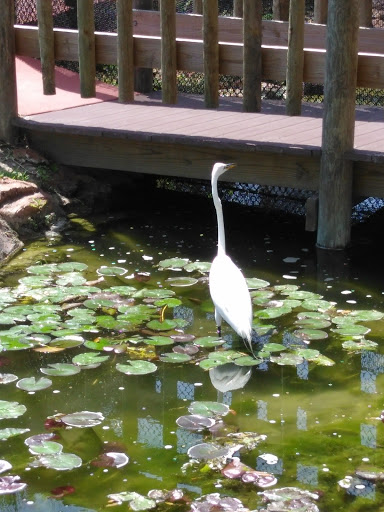 Miniature Golf Course «Golf N Gator», reviews and photos, 6355 N Atlantic Ave, Cape Canaveral, FL 32920, USA