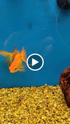 Pet Supply Store «Petco», reviews and photos, 590 E Waterfront Dr, Homestead, PA 15120, USA