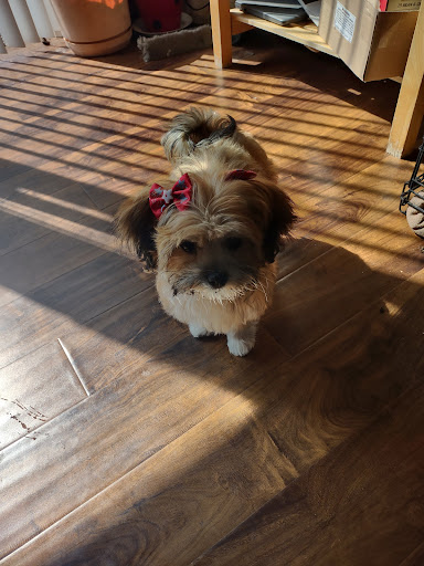 Healing Hands Small Animal Emergency Hospital image