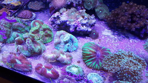 Pet Store «Aqua Pros», reviews and photos, 500 & 510 Pennsylvania Ave, Glen Ellyn, IL 60137, USA