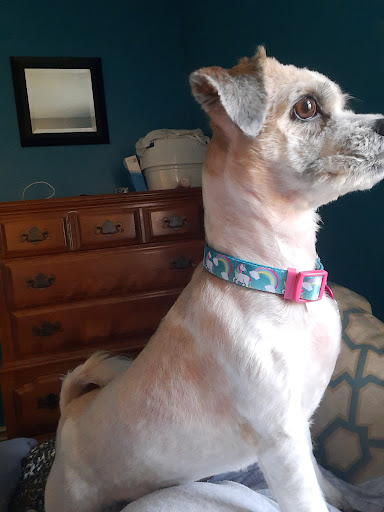 Pet Supply Store «Petco Animal Supplies», reviews and photos, 13 Welles St, Glastonbury, CT 06033, USA