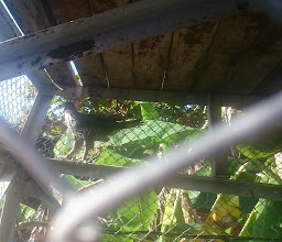 Golden Guest House photo