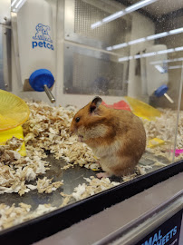 Petco - Photo 5 - Car repair in Colorado Springs, CO, Colorado Springs