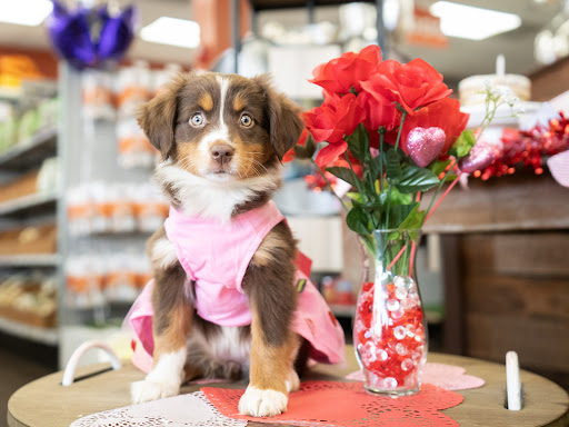 Pet Store «Petland Pembroke Pines», reviews and photos, 356 N University Dr, Pembroke Pines, FL 33024, USA