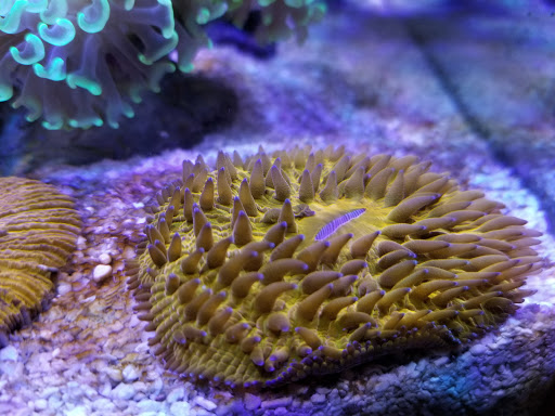 Tropical Fish Store «Nemo Aquarium», reviews and photos, 1560 Indian Trail Rd #106, Norcross, GA 30093, USA