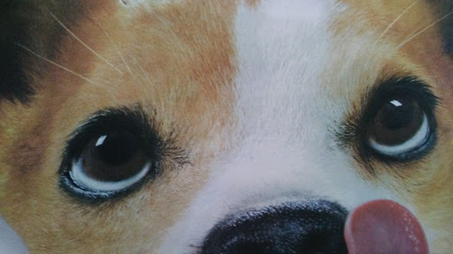 Pet Supply Store «Pet Supplies Plus», reviews and photos, 3240 S Cobb Dr SE #750, Smyrna, GA 30080, USA