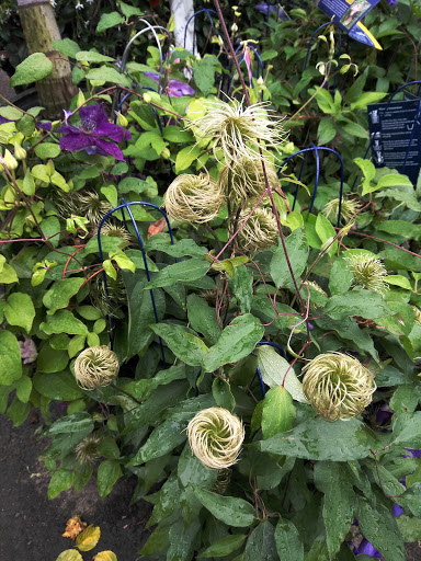 Florist «Metropolitan Plant and Flower Exchange», reviews and photos, 471 NJ-10, West Orange, NJ 07052, USA