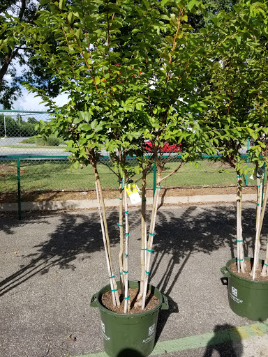 Garden Center «Pike Nurseries», reviews and photos, 6050 Bethelview Rd, Cumming, GA 30040, USA