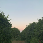 Photo n°7 de l'avis de alice.l fait le 10/08/2023 à 16:17 sur le  La Frescura agriturismo à Syracuse