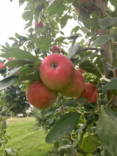 Produce Market «Brookwood Fruit Farm», reviews and photos, 7845 Bordman Rd, Almont, MI 48003, USA