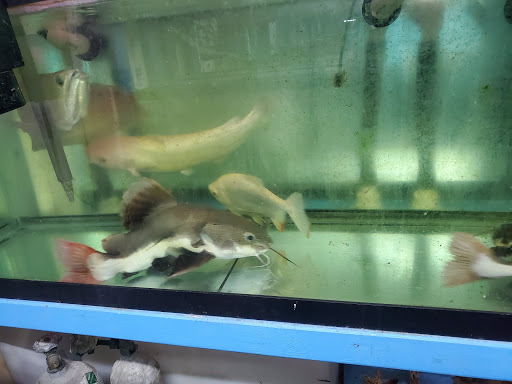 Tropical Fish Store «KHC Aquarium», reviews and photos, 150-1 Northern Blvd, Flushing, NY 11354, USA