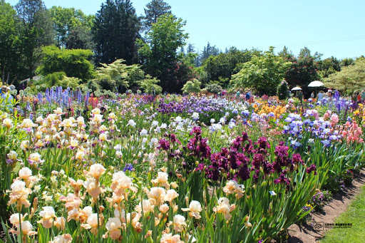 Schreiner's Iris Gardens