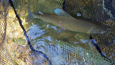 Nokillus guide de peche Ain Rhône Alpes à Saint-Nizier-le-Désert