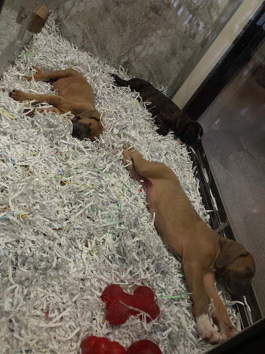 Pet Supply Store «Your Pet Experts», reviews and photos, 1665 State Hill Rd #490, Wyomissing, PA 19610, USA