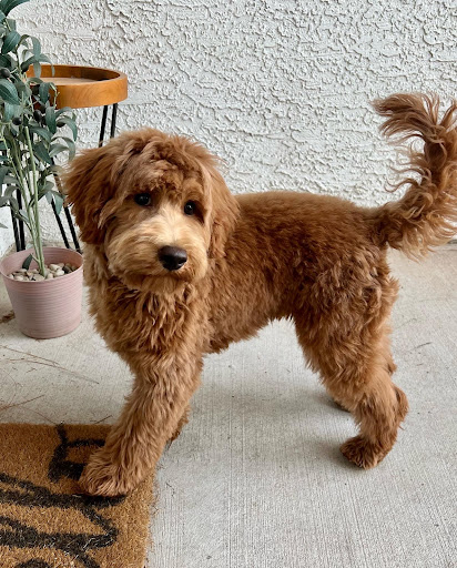 Pet Supply Store «PetSmart», reviews and photos, 1140 W Elliot Rd, Tempe, AZ 85284, USA