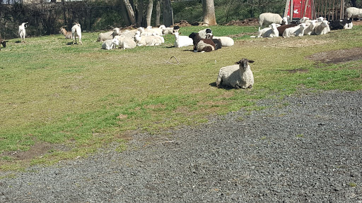 Butcher Shop «Lebanese Butchers Slaughterhouse», reviews and photos, 241 W Shirley Ave, Warrenton, VA 20186, USA