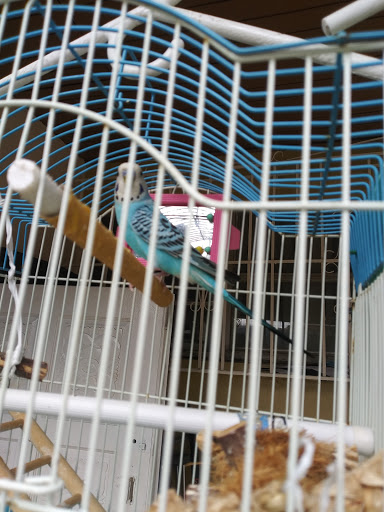Pet Store «El Palomar Pet Shop Inc», reviews and photos, 4712 W Flagler St, Coral Gables, FL 33134, USA