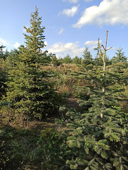 Vánoční stromky - plantáž Větřkovice