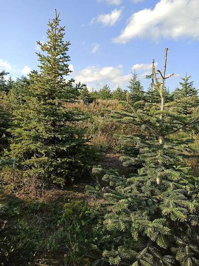 Vánoční stromky - plantáž Větřkovice