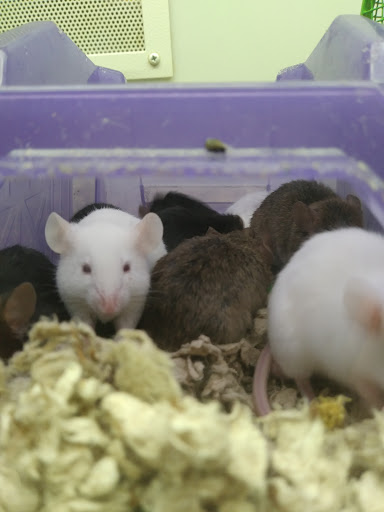 Pet Supply Store «Petco Animal Supplies», reviews and photos, 205 Washington St #11, Hudson, MA 01749, USA