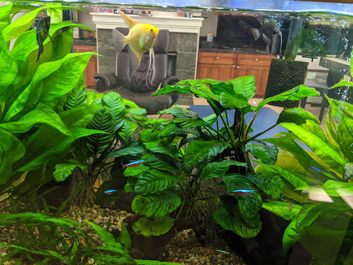 Tropical Fish Store «The Fish Store», reviews and photos, 12320 Lake City Way NE, Seattle, WA 98125, USA