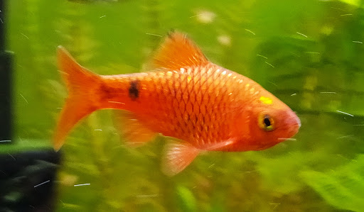 Tropical Fish Store «Tropi-Quatics Pet Center», reviews and photos, 337 S Main St, Lombard, IL 60148, USA