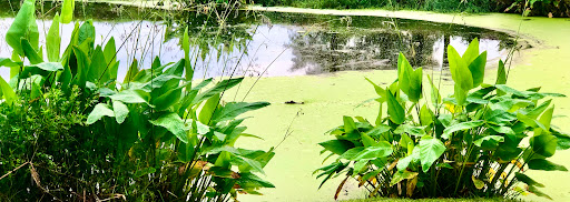 Golf Course «Celebration Golf Club», reviews and photos, 701 Golfpark Dr, Kissimmee, FL 34747, USA