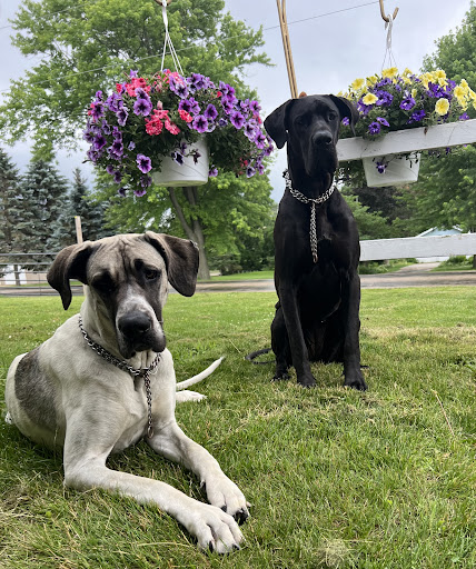 Lodi Veterinary Care image