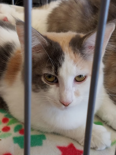 Pet Supply Store «Petsense El Dorado», reviews and photos, 2620 N West Ave, El Dorado, AR 71730, USA