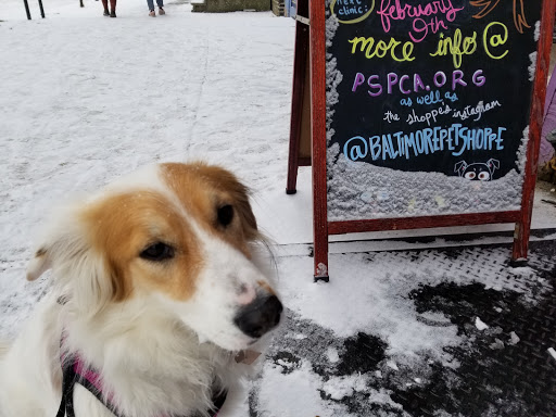 Pet Supply Store «Baltimore Pet Shoppe», reviews and photos, 4532 Baltimore Ave, Philadelphia, PA 19143, USA
