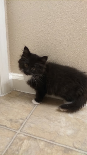 Pet Supply Store «PetSmart», reviews and photos, 16086 Jackson Creek Pkwy, Monument, CO 80132, USA