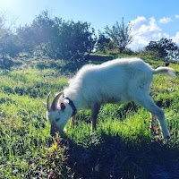おひるねみかんジュースみかん山