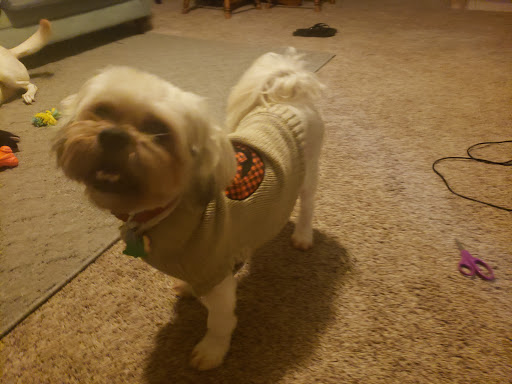 Pet Groomer «Dog Gone Cute Grooming & Bowtique», reviews and photos, 446 Racetrack Rd NW Unit F, Fort Walton Beach, FL 32547, USA