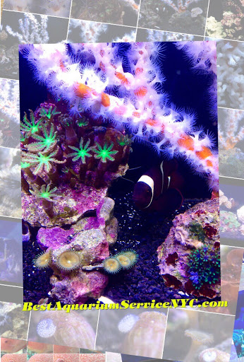 Tropical Fish Store «Best Aquarium Service NYC, Inc.», reviews and photos, 20 E 46th St, New York, NY 10017, USA