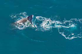 Wings Over Whales | Kaikoura Whale Watching