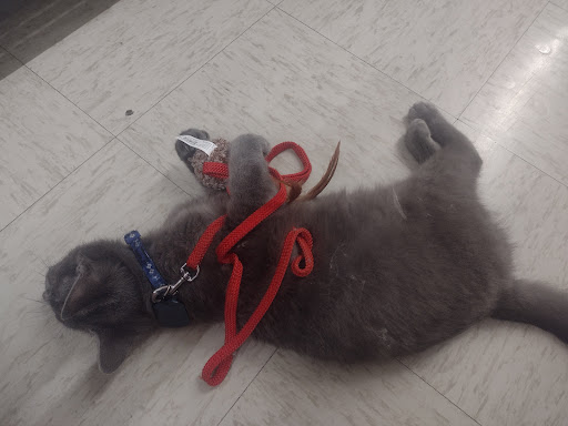 Pet Supply Store «Petco Animal Supplies», reviews and photos, 4411 16th St, Moline, IL 61265, USA