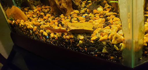 Pet Supply Store «Petco Animal Supplies», reviews and photos, 12163 Sheridan Blvd, Broomfield, CO 80020, USA