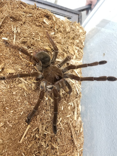 Pet Store «Animal Ark», reviews and photos, 2730 Brookdale Dr, Kingwood, TX 77339, USA