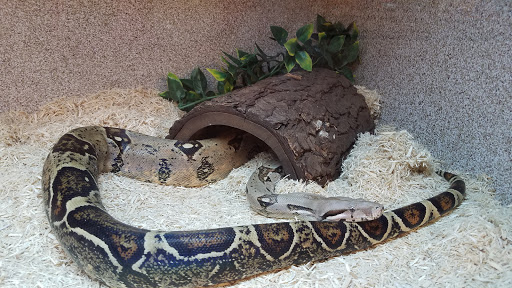 Pet Store «Exotic Pets», reviews and photos, 2410 N Decatur Blvd #160, Las Vegas, NV 89108, USA