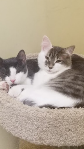 Pet Supply Store «Petco Animal Supplies», reviews and photos, 3551 W Hillsboro Blvd, Deerfield Beach, FL 33442, USA