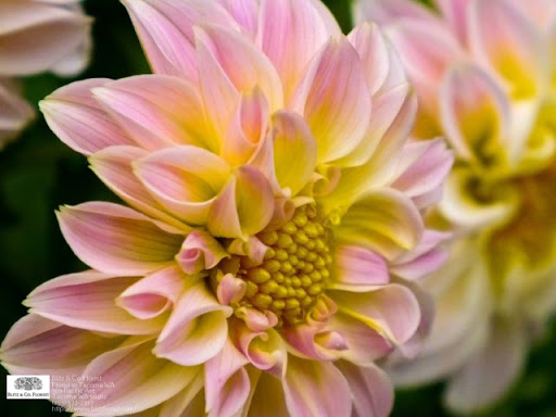 Florist «Blitz & Co Florist», reviews and photos, 909 Pacific Ave, Tacoma, WA 98402, USA