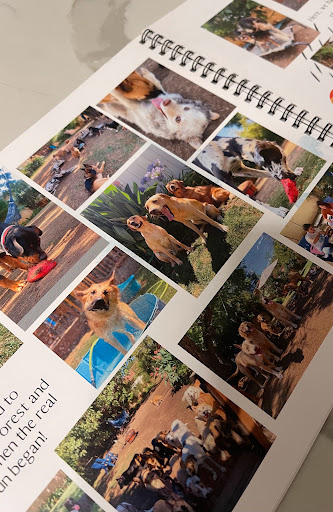 All Dogs Society image