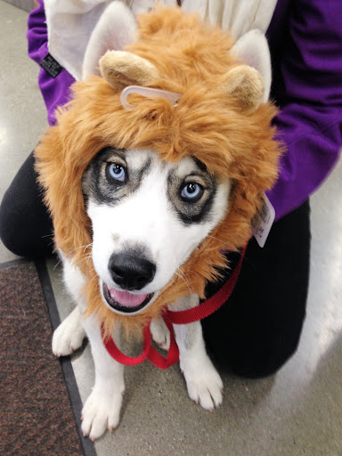 Pet Supply Store «Petco Animal Supplies», reviews and photos, 264 Dillon Ridge Way, Dillon, CO 80435, USA