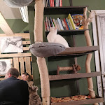 Photo n°2 de l'avis de Valentina.i fait le 01/03/2023 à 12:18 sur le  Di Cane In Gatto - Cat Café à Martignacco