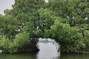 Mangrove Trees image