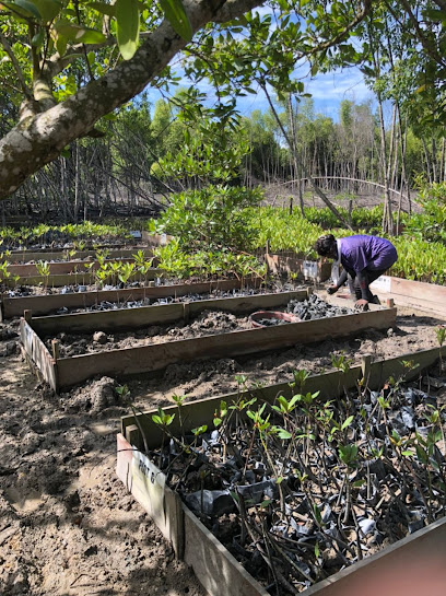 Kuala Selangor Nature Park- Community Mangrove Nursery