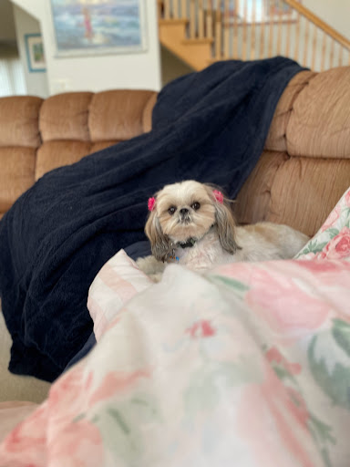 Pet Supply Store «The Beach Dog», reviews and photos, 3512 Del Prado Blvd, Cape Coral, FL 33904, USA