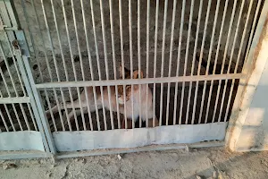 Bukhara Zoo image